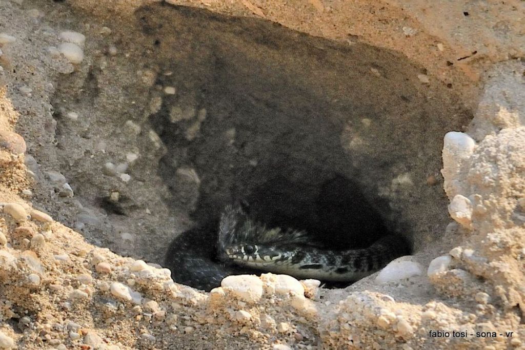 Il caparbio: predazione di biacco (foto-racconto)